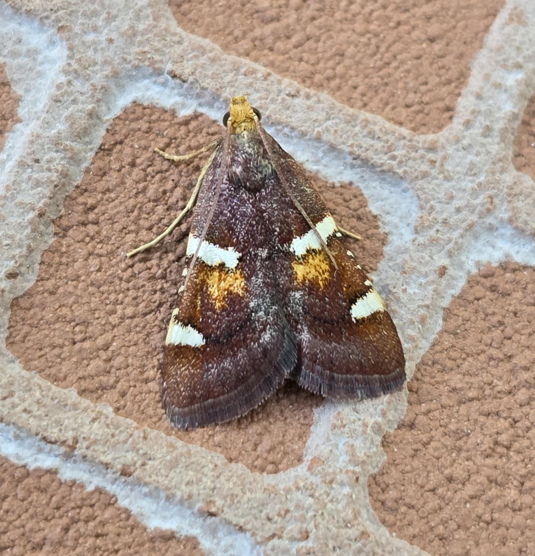 Photo of Pyralis regalis